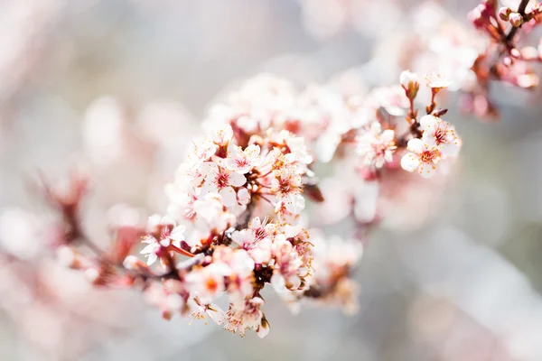 Primavera — Foto de Stock