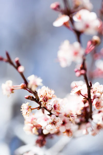 Primavera — Foto de Stock