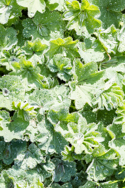 Мантия Лэдис
