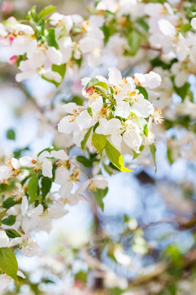 Crabapple — Stock Photo, Image