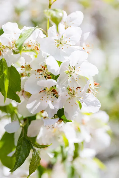 Crabapple — Stock Photo, Image