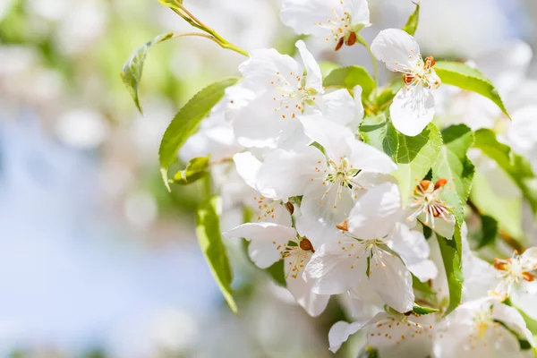 Crabapple — Stok fotoğraf