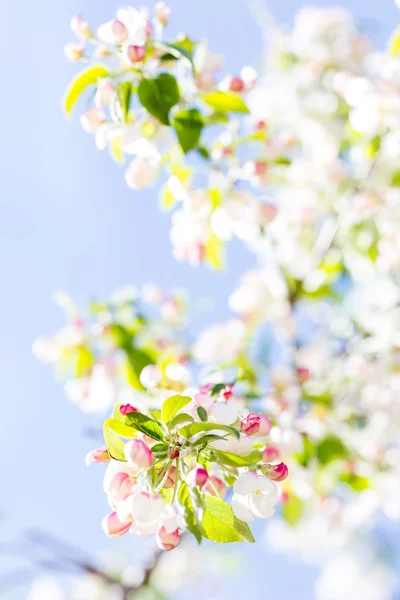 Crabapple — Stok fotoğraf