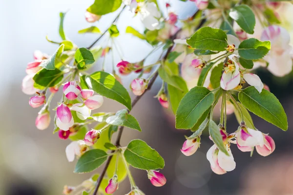 Crabapple — Stok fotoğraf