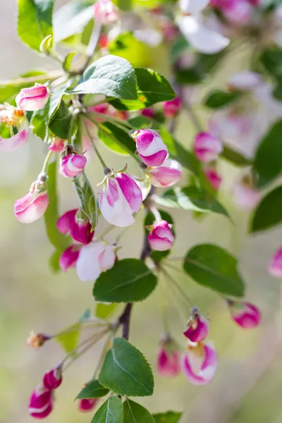 Crabapple — Stok fotoğraf