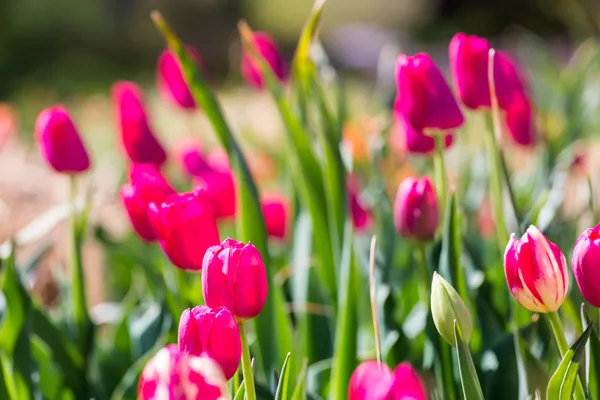 Red tulips — Stock Photo, Image