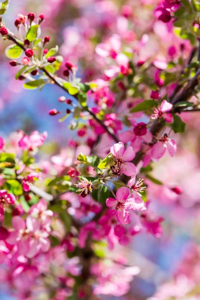 Flor de cerezo — Foto de Stock