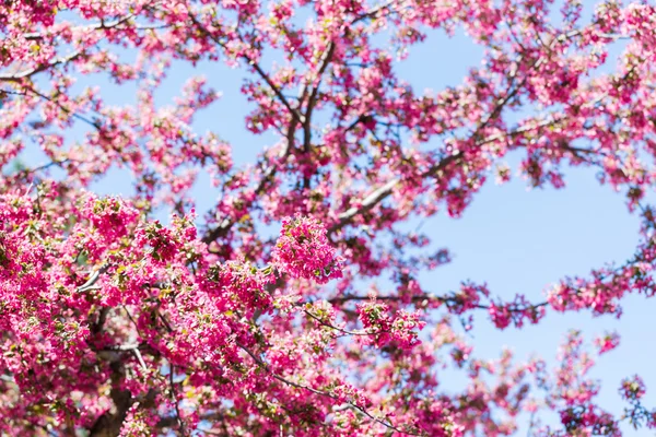 Cherry blossom — Stock Photo, Image