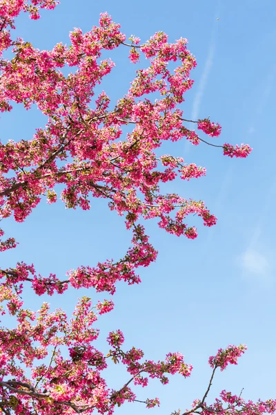 Flor de cerezo —  Fotos de Stock