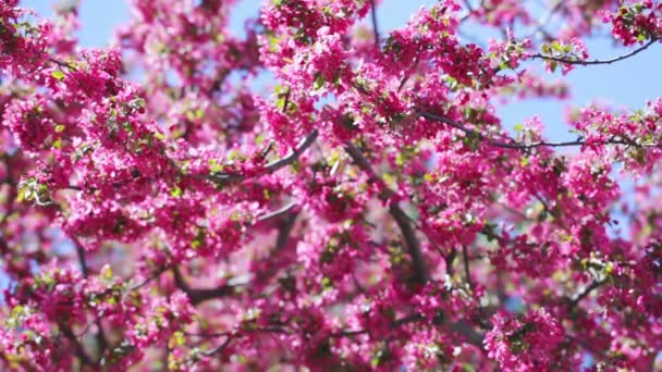 Fleur de cerisier — Video