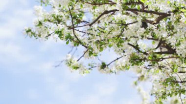 Crabapple