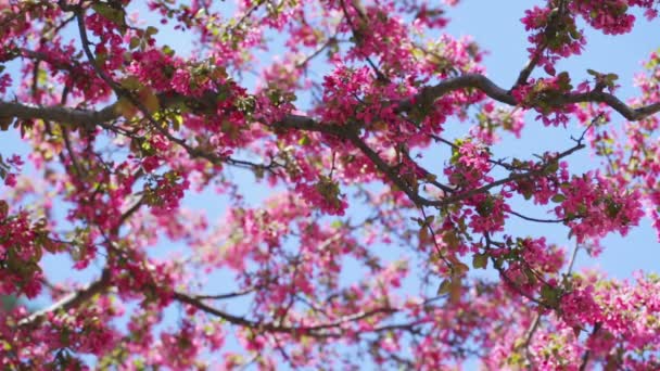 Flor de cerejeira — Vídeo de Stock