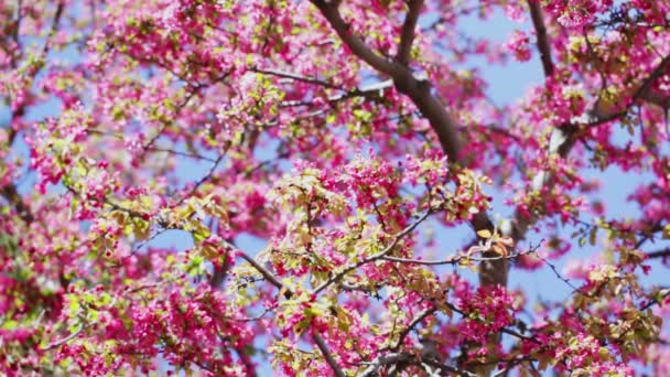 Flor de cerezo — Vídeo de stock