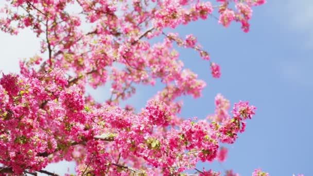 Flor de cerezo — Vídeos de Stock