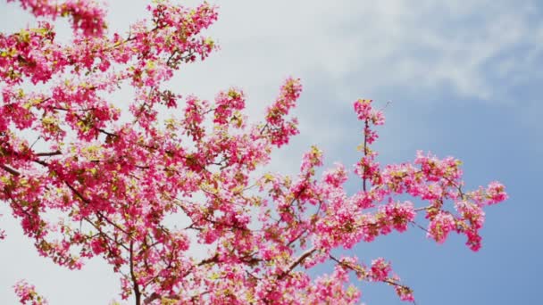 Flor de cerezo — Vídeos de Stock