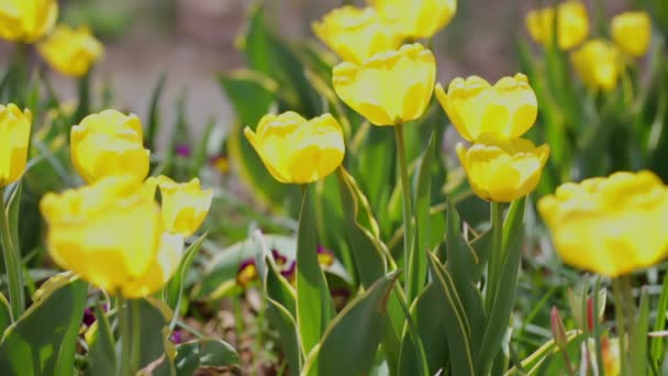 tulipes jaunes