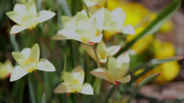 Tulipanes amarillos — Vídeo de stock