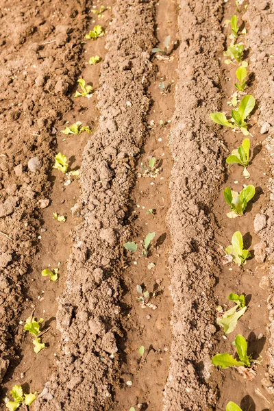 Gemeenschappelijke tuin — Stockfoto