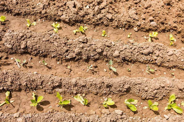 Community garden — Stock Photo, Image