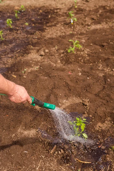 Community garden — Stock Photo, Image