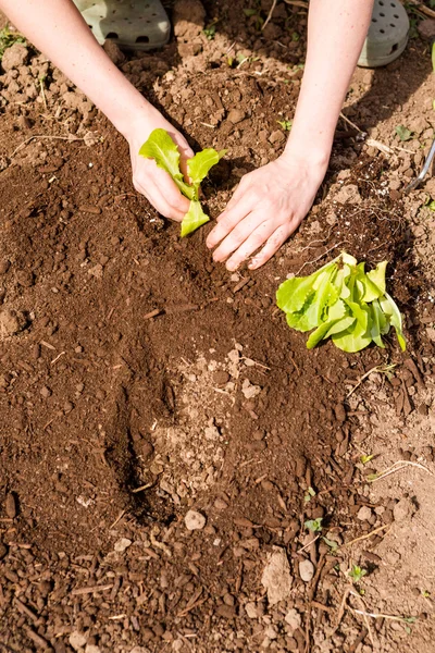 Jardín comunitario — Foto de Stock