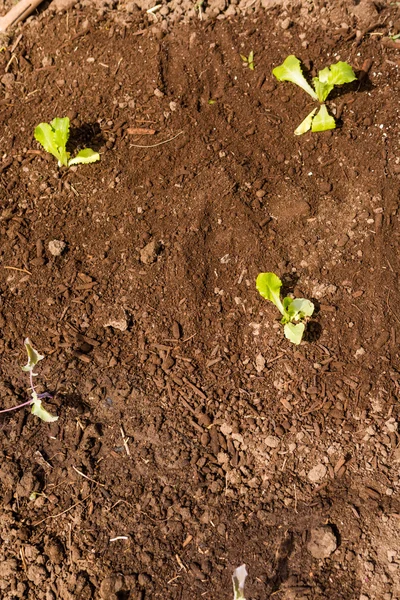 Jardín comunitario — Foto de Stock