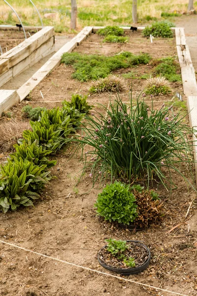 Urban garden — Stock Photo, Image