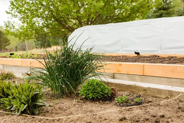 Urban garden — Stock Photo, Image