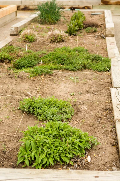 Jardín urbano — Foto de Stock