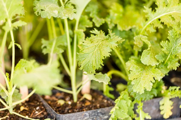 Vegetable plants — Stock Photo, Image