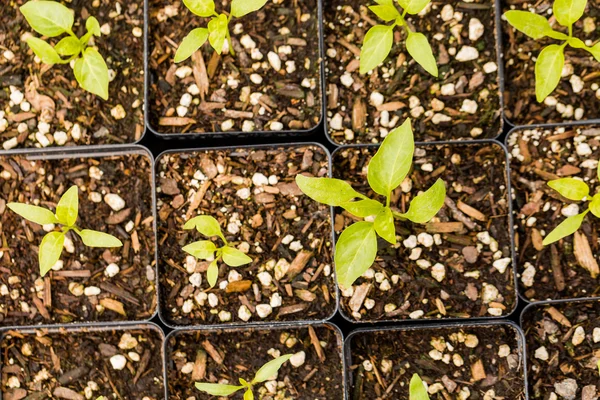 Greenhouse — Stock Photo, Image