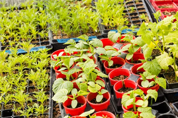 Greenhouse — Stock Photo, Image