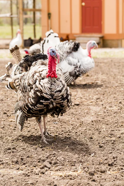 Turkey — Stock Photo, Image