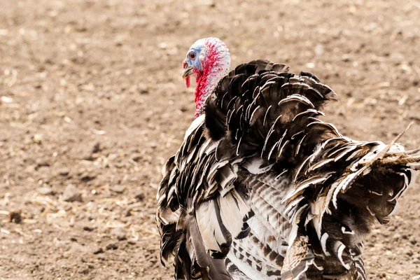 Turkey — Stock Photo, Image