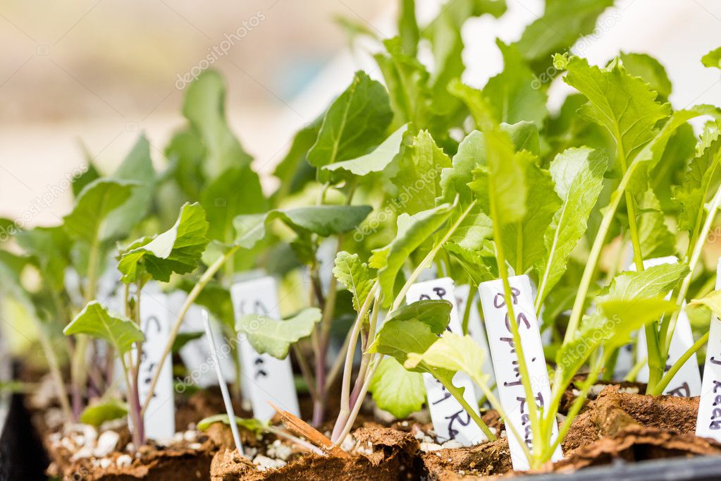 Greenhouse