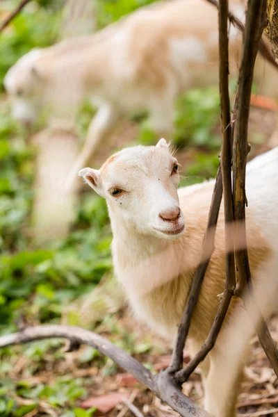 Geit boerderij — Stockfoto