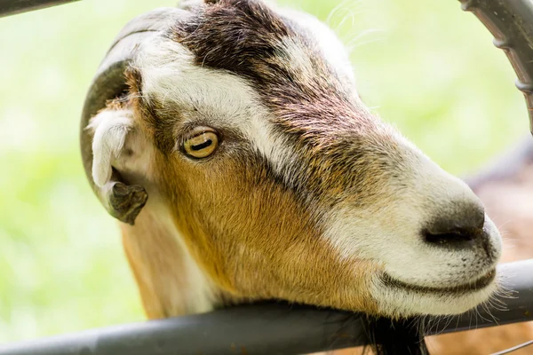 Geit boerderij — Stockfoto