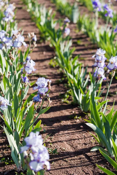 Iris garden — Stock Photo, Image