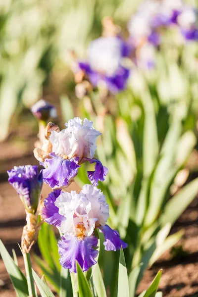 Jardín del iris — Foto de Stock