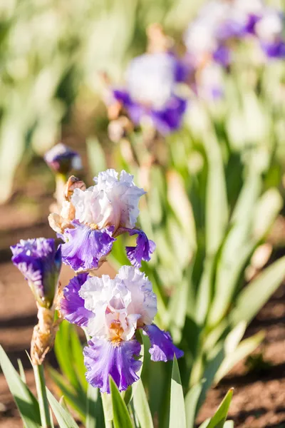 Iris tuin — Stockfoto