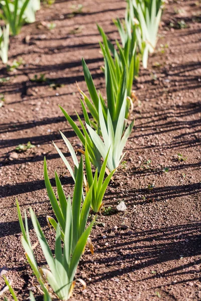 Jardín del iris — Foto de Stock