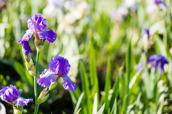 Iris garden — Stock Photo, Image