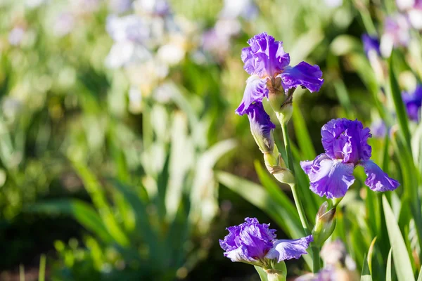 Iris garden — Stock Photo, Image