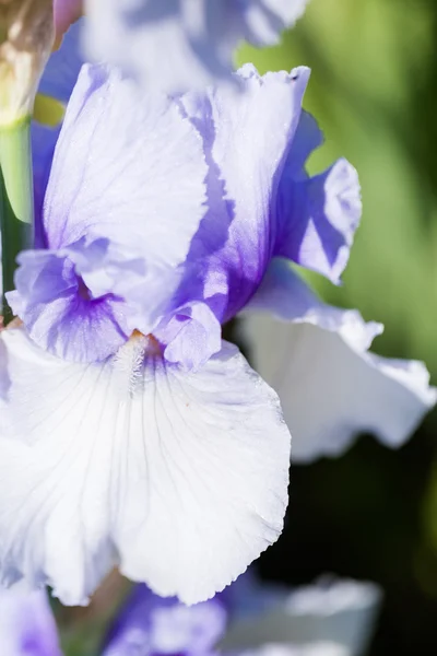 Iris tuin — Stockfoto