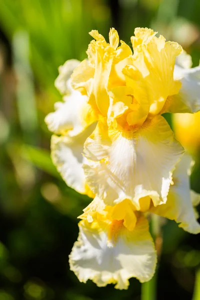 Iris zahrada — Stock fotografie