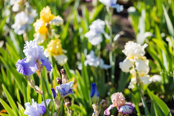 Iris tuin — Stockfoto