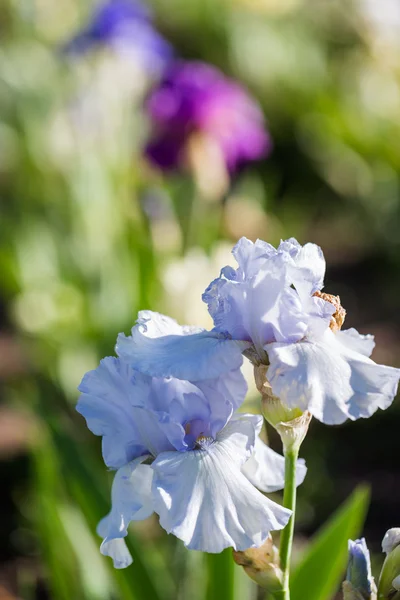 Iris garden — Stock Photo, Image
