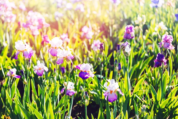 Jardín del iris —  Fotos de Stock