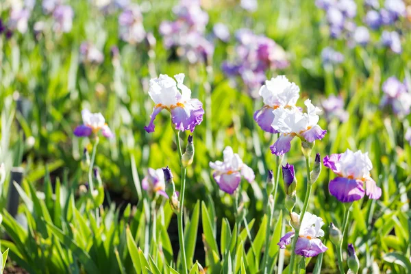 Iris Bahçe — Stok fotoğraf