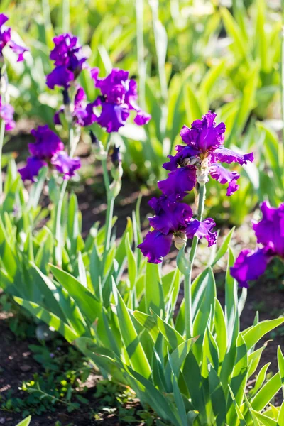 Iris trädgård — Stockfoto